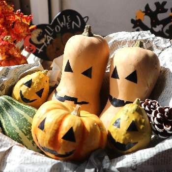 おもちゃかぼちゃの画像 by すえちゃんさん | インテリアとバターナッツとおもちゃかぼちゃとハロウィンアレンジと秋の収穫ともうすぐ　ハロウィンとハロウィンアレンジ♪2020