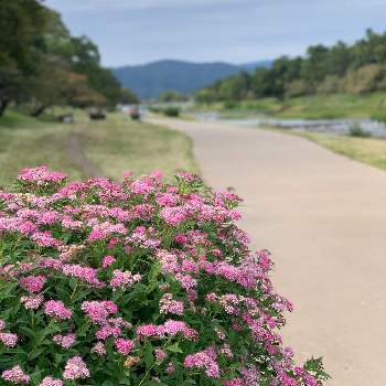 鴨川の投稿画像一覧 Greensnap グリーンスナップ