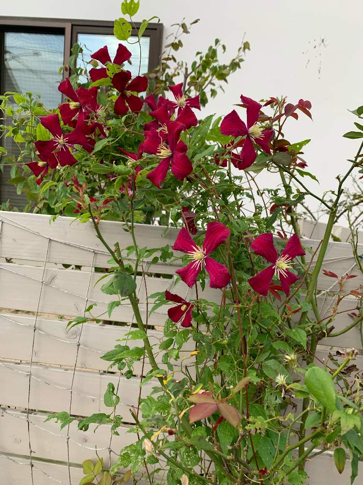 クレマチスの投稿画像 By Oriさん クレマチス マダムジュリアコレボンと無農薬と庭づくりとおうち園芸と秋に咲かせた花 園芸ガイド 月10月16日 Greensnap グリーンスナップ