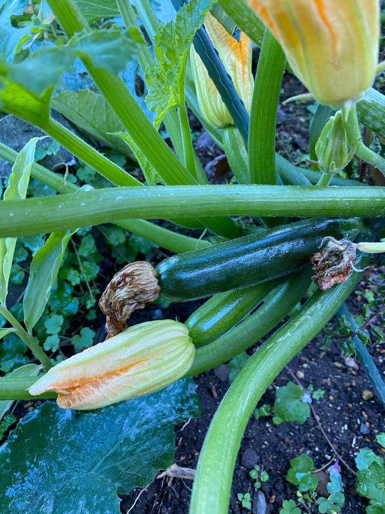 ズッキーニの投稿画像 By 京花さん 月10月16日 Greensnap グリーンスナップ
