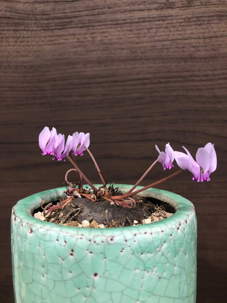 部屋の画像 by cphzさん | 部屋と原種シクラメン ヘデリフォリウムとCyclamen hederifoliumと球根植物