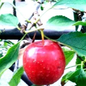姫りんごの実の画像 by m＆oさん | お出かけ先と姫りんごの実と通り道のお宅と先日の朝の散歩道