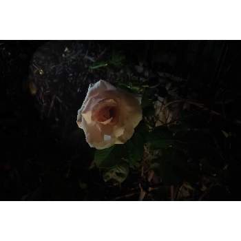 プリティレディ バラ の投稿画像一覧 Greensnap グリーンスナップ