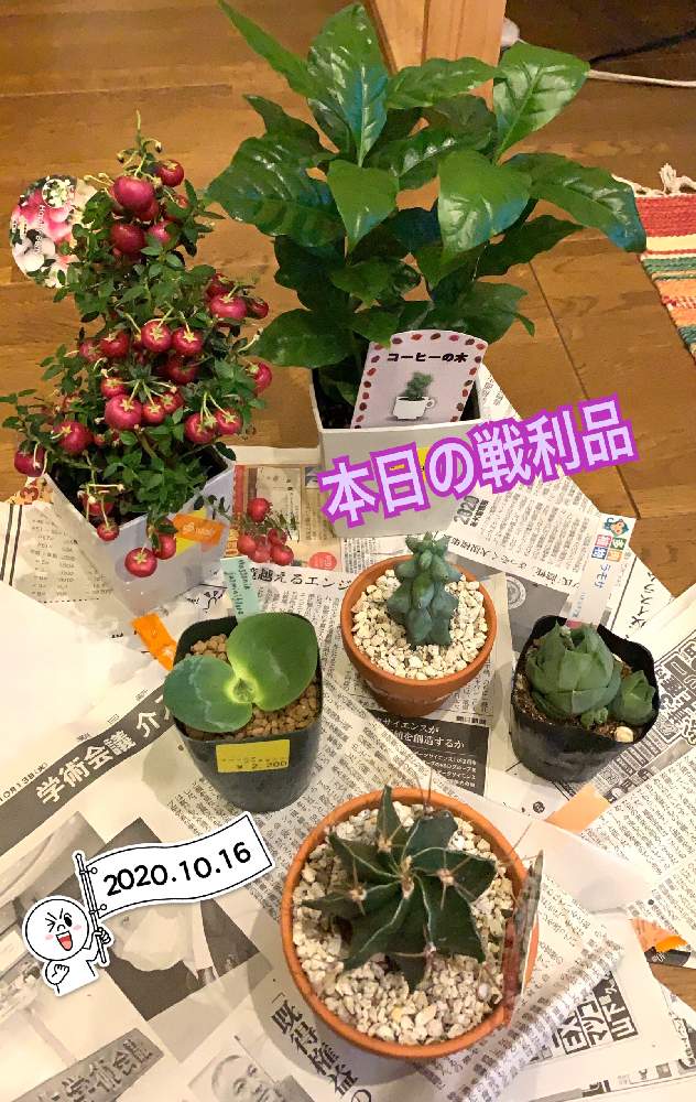 コーヒーの木の投稿画像 By みかれさん マッソニア ジャスミニフローラとラモサとペルネティア ハッピーベリー 月10月16日 Greensnap グリーンスナップ