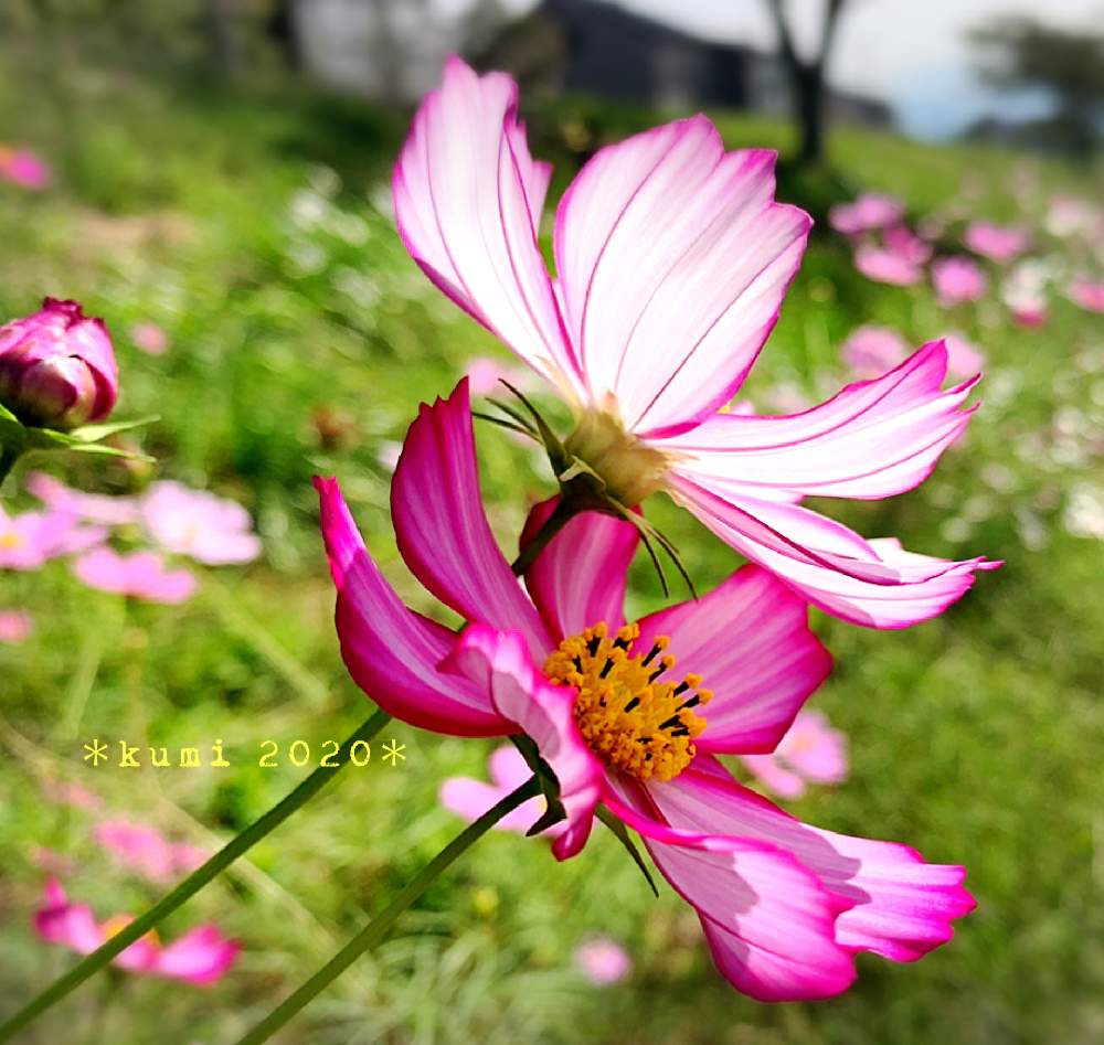 コスモスの投稿画像 By Kumin さん 花のある暮らしと富山支部とラブリー 加速中 月10月17日 Greensnap グリーンスナップ