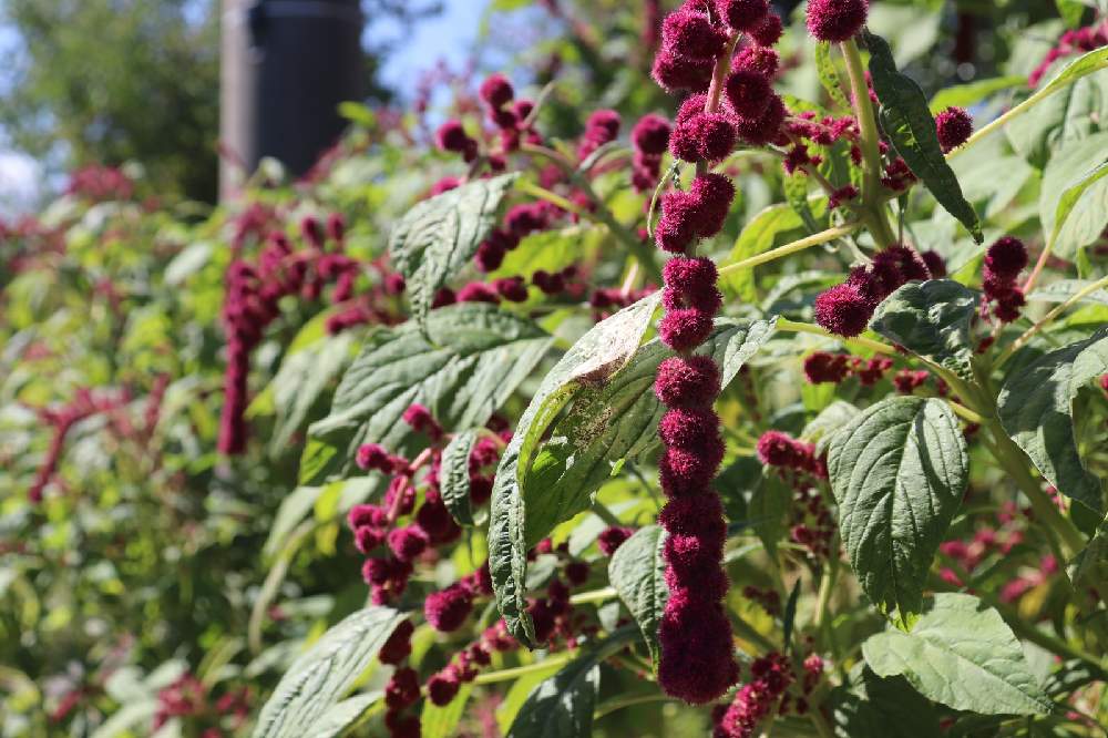 アマランサスの投稿画像 By ひろゆきさん 広い庭とドライフラワーとおうち園芸とドライフラワーとおうち園芸 月10月17日 Greensnap グリーンスナップ Greensnap グリーンスナップ