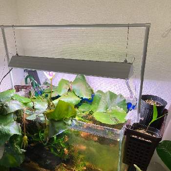 ロタラsp Hraの投稿画像一覧 Greensnap グリーンスナップ