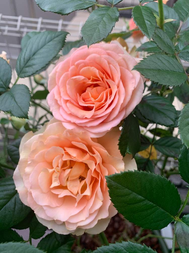 バラ初心者の投稿画像 By ウエストぴかぴかさん 手作りの庭とバラのある暮らしとバラ鉢植えとガーデニング初心者とバラの新苗とフロントガーデンとバラ が好きと杏奈 バラとバラを楽しむ 月10月17日 Greensnap グリーンスナップ