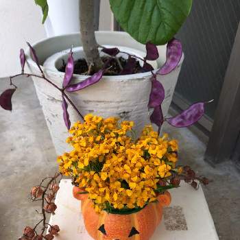 ドリチョス ラブラブ ルビームーンの投稿画像一覧 Greensnap グリーンスナップ