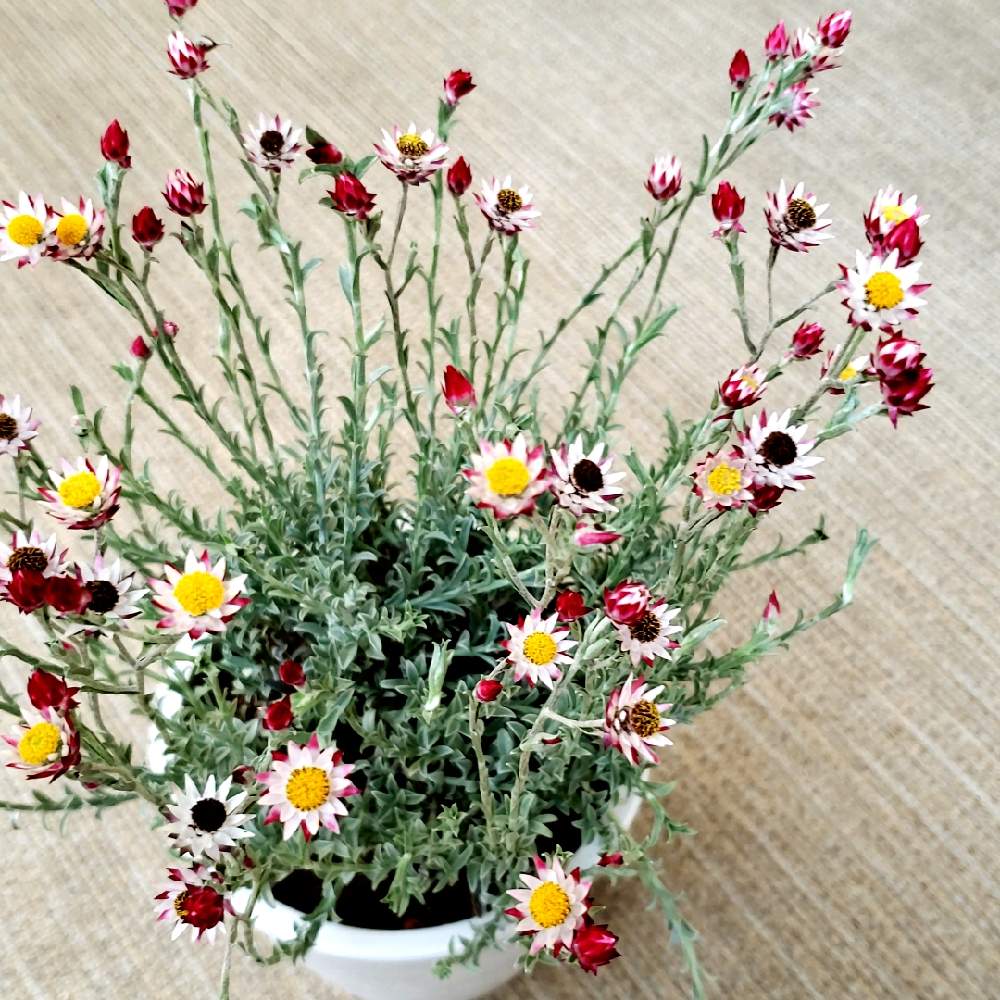 シンカルファ ハートクィーン タネ 種