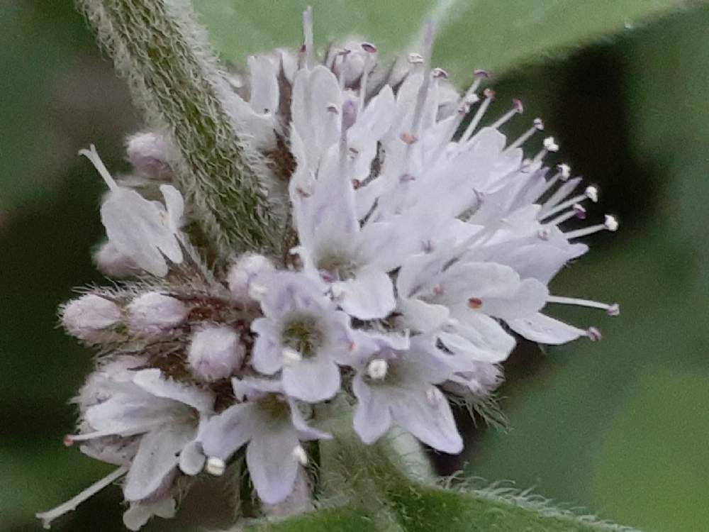 ミントの投稿画像 By さくら貝さん お花と花びらとスマホ撮影とハッカ 月10月17日 Greensnap グリーンスナップ