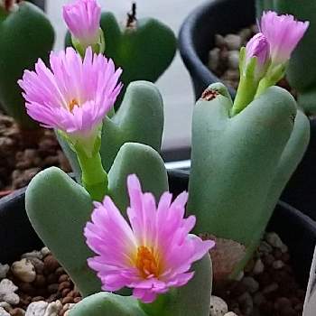 あっかんべーの投稿画像一覧 Greensnap グリーンスナップ