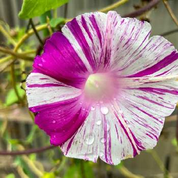 あさがお江戸風情の投稿画像一覧 Greensnap グリーンスナップ