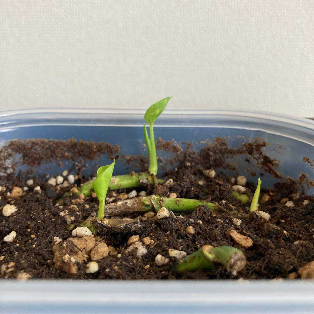 ポトス茎だけ実験 Greensnap グリーンスナップ