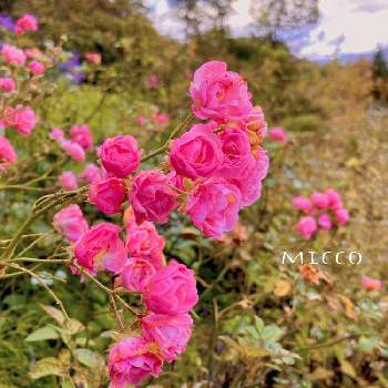 ピンクのミニバラの画像 by ❥︎･•miccoさん | 野に咲く花と自然を満喫とピンクのミニバラとボタニカルガーデンとGSでバラ園とバラ・ミニバラとバラを楽しむ