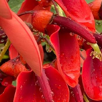 カイコウズの画像 by みのぶさん | お出かけ先とアメリカデイゴ (カイコウズ)とカイコウズと赤い花