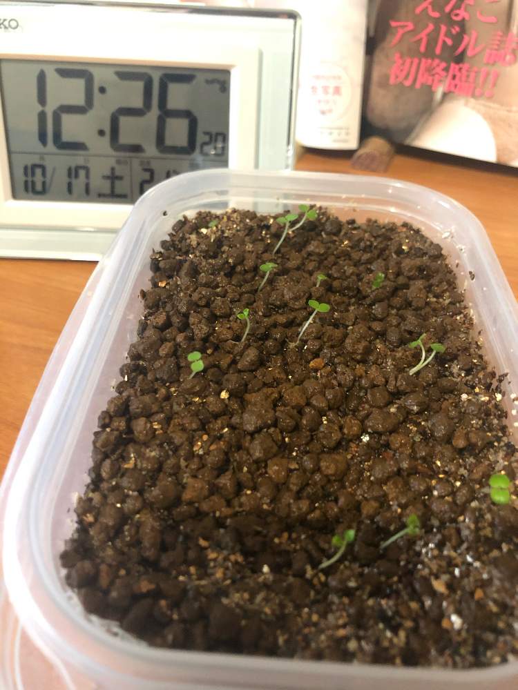 レモンバームの投稿画像 By 大平芳孝さん 赤玉土とバーミキュライトと種からとレモンバーム とハーブと竹堆肥と明るい部屋と部屋と赤玉土 とバーミキュライトと種からとレモンバーム とハーブと竹堆肥と明るい部屋 月10月17日 Greensnap グリーンスナップ