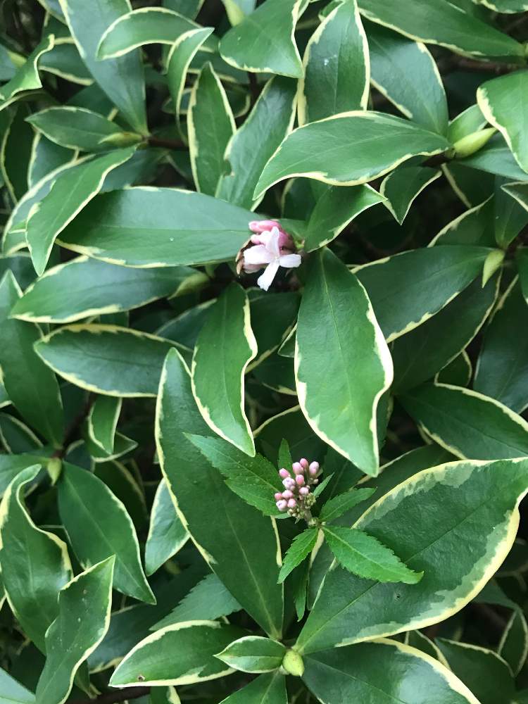 早春の沈丁花と秋の藤袴のコラボ Greensnap グリーンスナップ