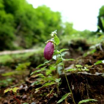 ホタルブクロの育て方 庭への植え方や水やりの時期は Greensnap グリーンスナップ