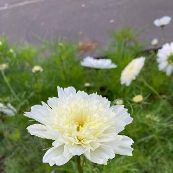 コスモス ダブルクリック スノーパフの投稿画像一覧 Greensnap グリーンスナップ