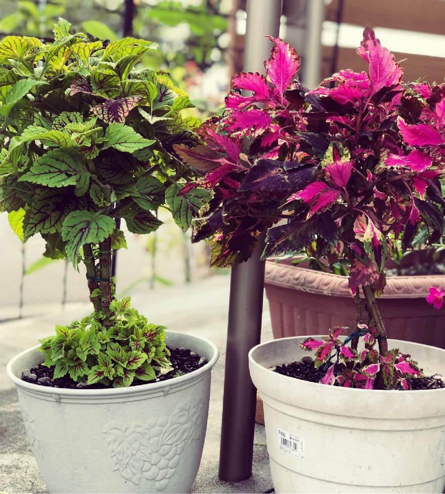 コリウスの投稿画像 By みゅーさん 備忘録とコリウス とスタンダード仕立て 月10月17日 Greensnap グリーンスナップ