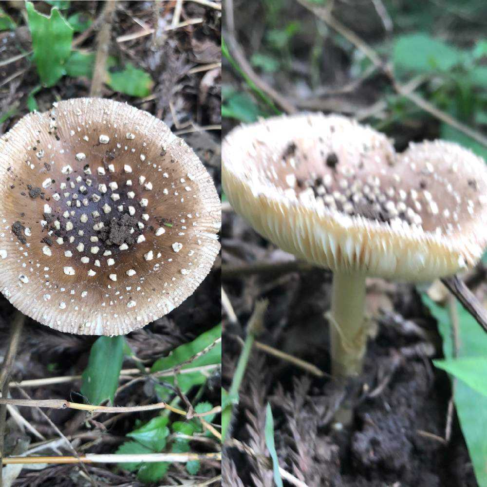 出会った キノコ キノコ Greensnap グリーンスナップ