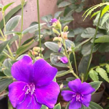シコンノボタン(紫紺野牡丹)の画像 by cocoママさん | 小さな庭とシコンノボタン(紫紺野牡丹)と観葉植物と彩植健美と植物大好きとおうち園芸と花のある暮らし