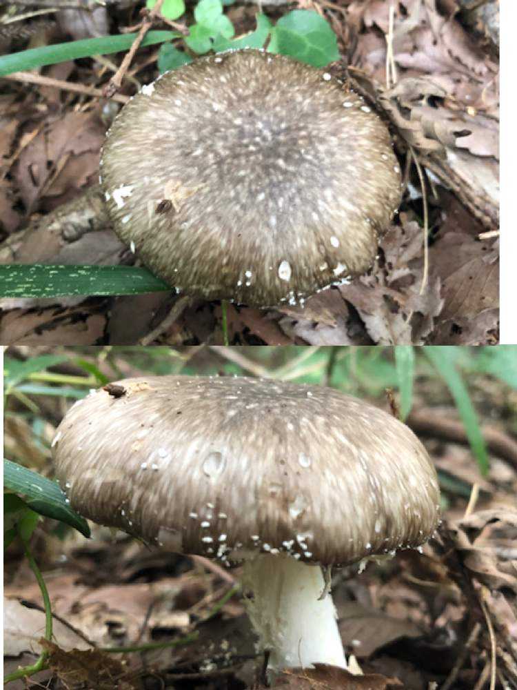 出会った キノコ キノコ Greensnap グリーンスナップ