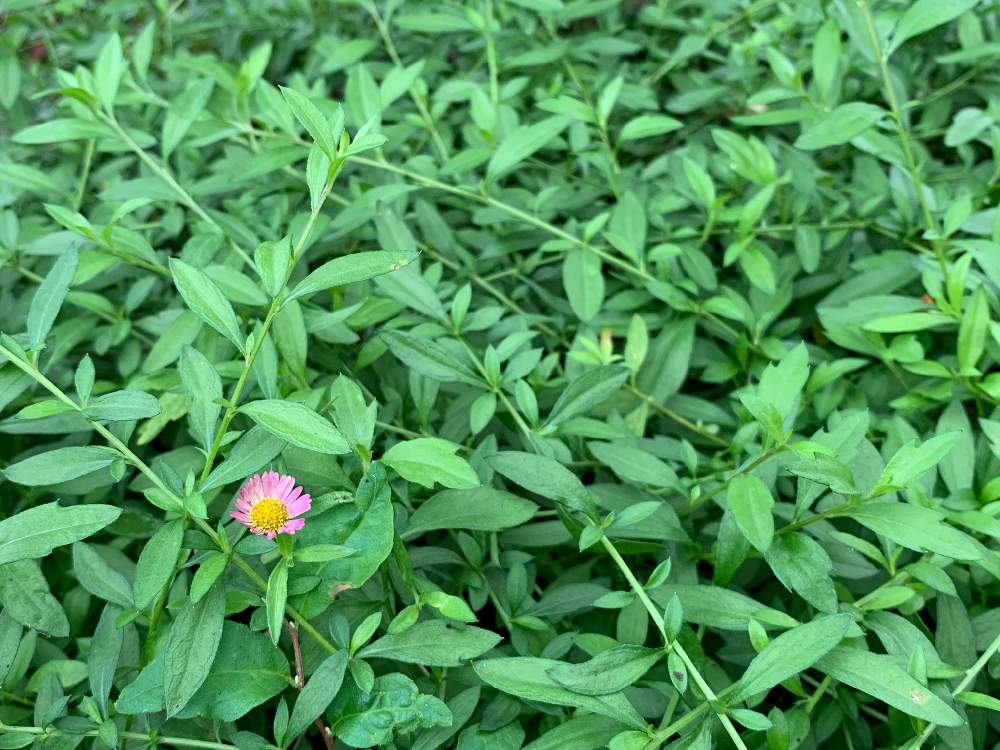 エリゲロンの投稿画像 By みぃさん 耐寒性宿根草と白からピンクへとどんどん増えると小さな花と地植え 月10月17日 Greensnap グリーンスナップ