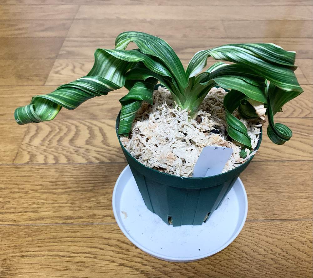 万年青 『縞獅子』大きい11枚葉 おもと オモト 春蘭 中国蘭 斑入り植物