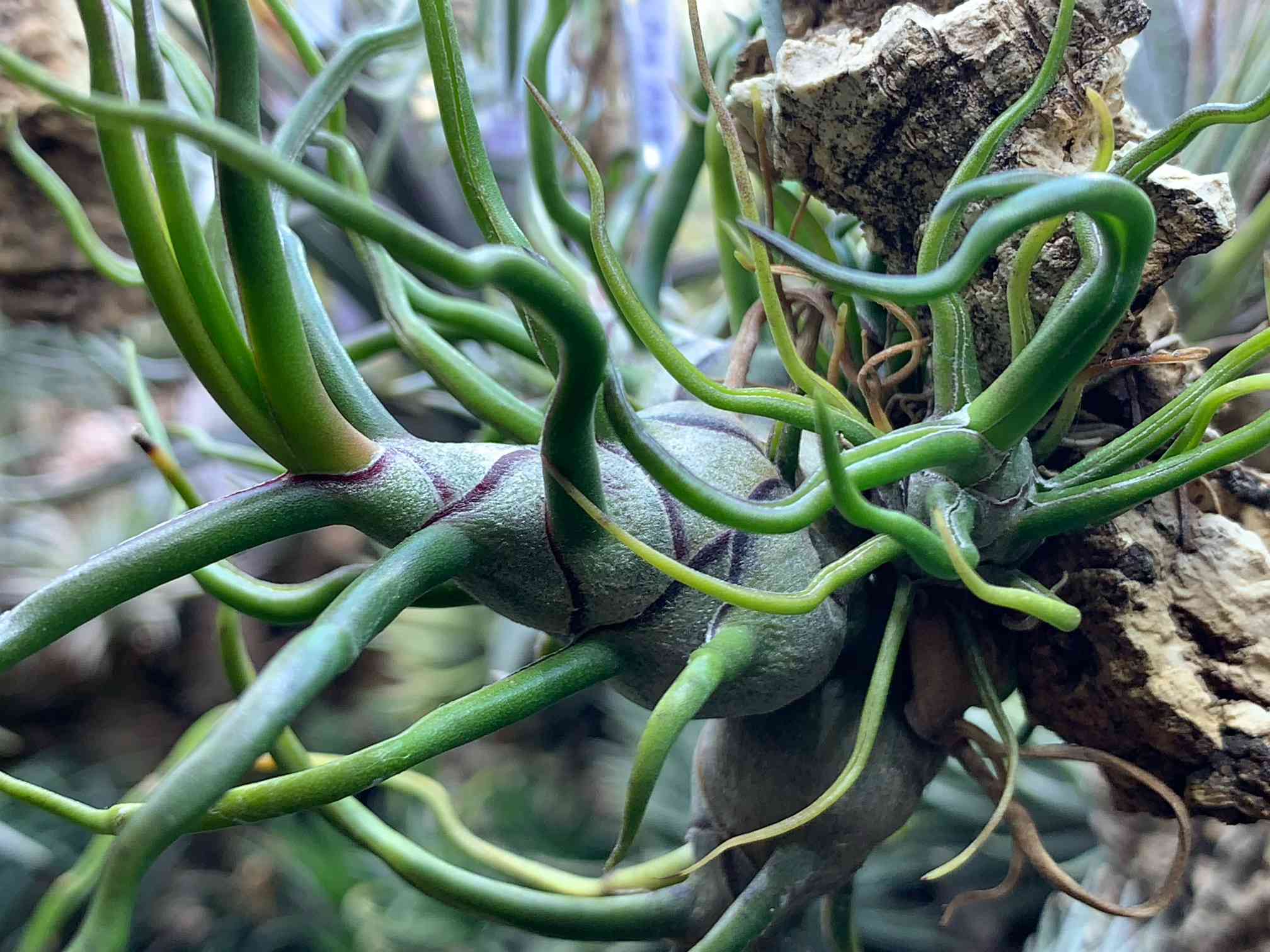 Tillandsia Bulbosa Freak Show 速達発送 Tillandsia Bulbosa Freak