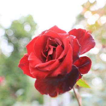 ベルサイユのバラ♪の画像 by quattroさん | お出かけ先とばら バラ 薔薇とお写んぽとお写ん歩と京成バラ園とベルサイユのバラ♪とsigma Art 24㎜ f1.4