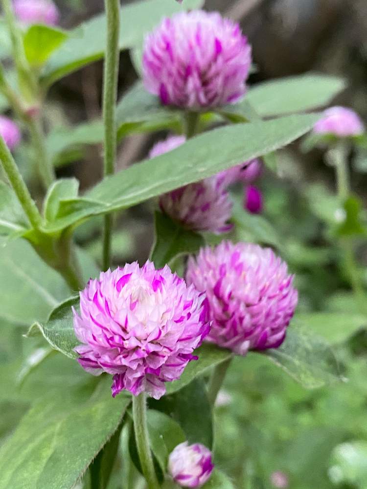 千日紅の投稿画像 By みきてぃさん 千日紅 エレスチャル 月10月17日 Greensnap グリーンスナップ