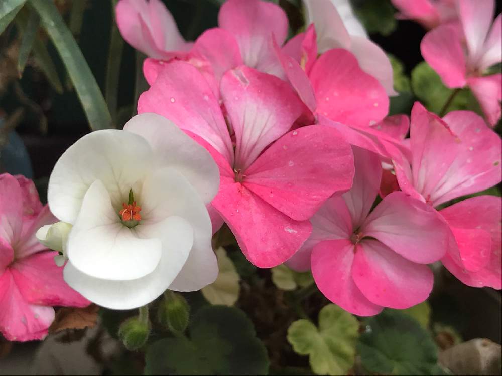 ゼラニウムの投稿画像 By ぬっくさん ゼラニウムホワイトtoローズと白い花とピンクの花とおうち園芸 月10月17日 Greensnap グリーンスナップ