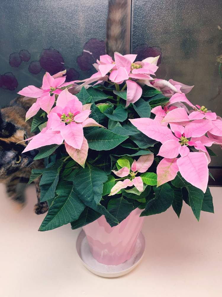 プリンセチアの投稿画像 By Sachikoさん プリンセチア とピンクの花とおうち園芸とポインセチア ピンクといらっしゃい と誕生日 月10月17日 Greensnap グリーンスナップ
