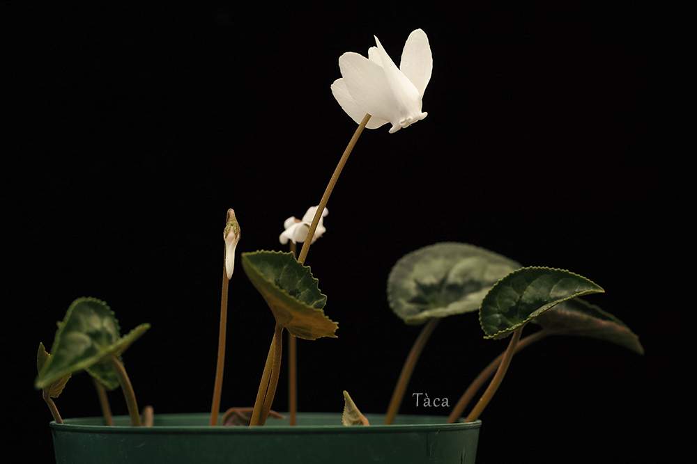バルコニー/ベランダの画像 by タカさん | バルコニー/ベランダとCyclamen hederifoliumとSIGMA dp3mとCyclamenとそれでも花は咲くと原種    シクラメンとFoveonと白い花
