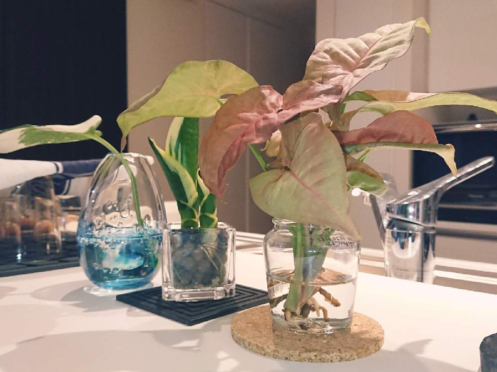 サンスベリアの投稿画像 By Ariさん シンゴニウムと観葉植物と剪定と水挿しと植え替えと成長記録 月10月18日 Greensnap グリーンスナップ