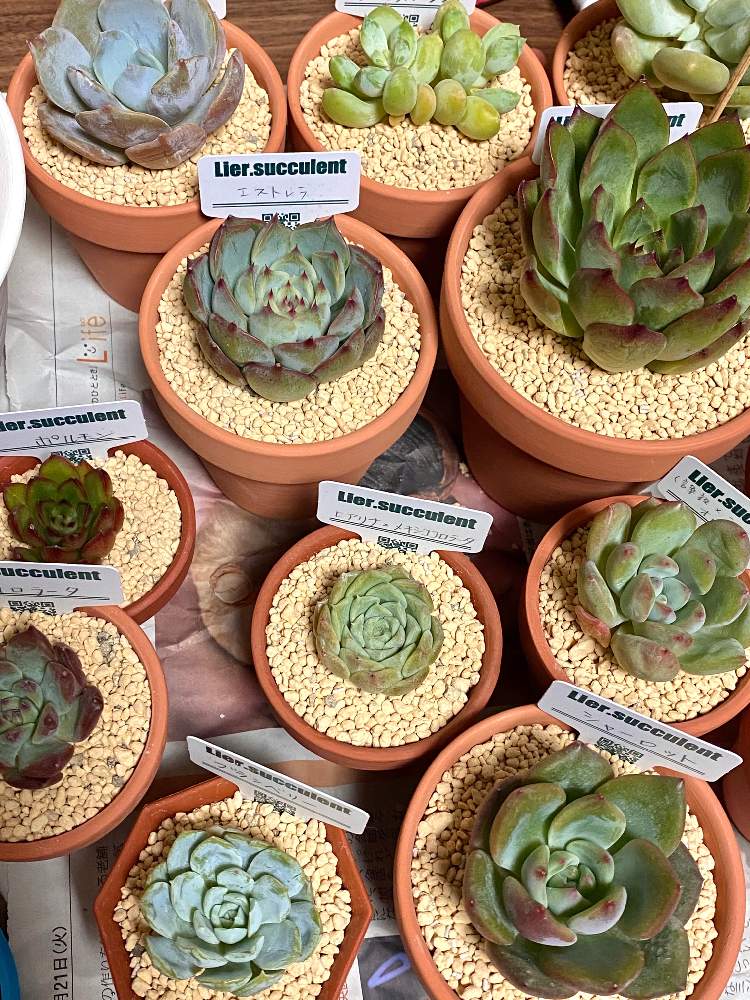 多肉植物の投稿画像 By たろさん Lier Succulentとlier苗とエケベリア属とlier多肉フェスティバル 月10月18日 Greensnap グリーンスナップ
