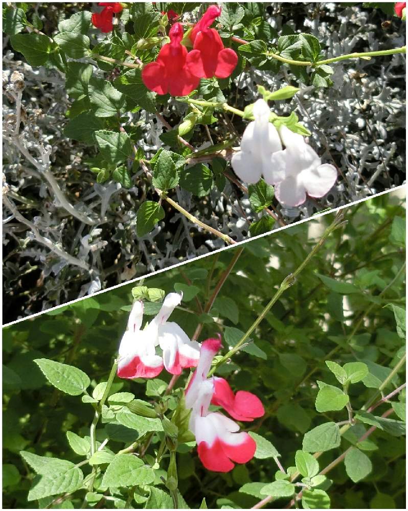 チェリーセージ ホットリップスの投稿画像 By Kevinさん チェリーセージとハーブ大好きと癒しとおうち園芸と セージとハーブとハーブのある暮らしとお花大好き と可愛いと花のある暮らしとかわいいと南北アメリカ原産と赤い花と素敵 と珍しい植物と 珍しい植物 月