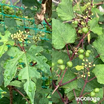 キレハノブドウの投稿画像一覧 Greensnap グリーンスナップ