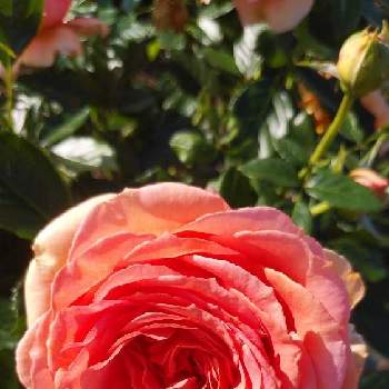 バラ 杏奈の投稿画像一覧 Greensnap グリーンスナップ