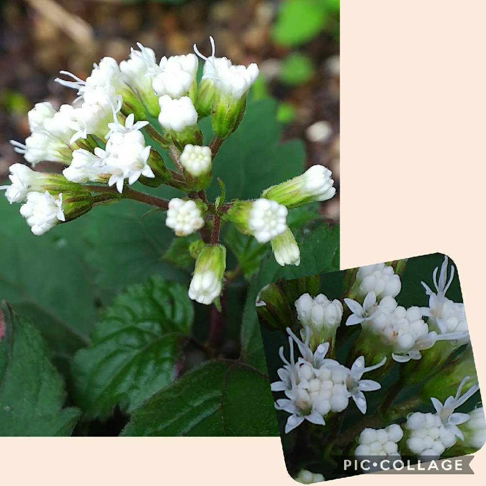 マルバフジバカマの投稿画像 By Npaさん 小さな庭とおうちde菜園とおうち園芸とマルバフジバカマ と朝のパトロールとユーパトリウム チョコラータと食欲の秋とおうちde菜園とおうち園芸とマルバフジバカマ と朝のパトロールとユーパトリウム チョコラータと食欲の秋