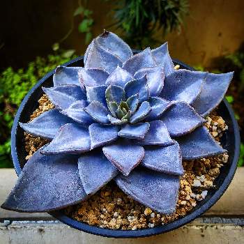 最低価格の 多肉植物よにろ18 Nesage