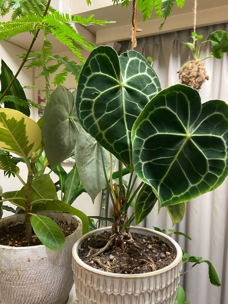 エバーフレッシュの投稿画像 By Lisamさん フィカス アルティシマとアンスリウム クラリネルビウムとアンスリウム クラリネルビウムと部屋 月10月18日 Greensnap グリーンスナップ Greensnap グリーンスナップ エバーフレッシュの投稿画像 By Lisamさん フィカス アルティシマとアンスリウム クラリネルビウムとアンスリウム クラリネルビウムと部屋 月10月18日 Greensnap グリーンスナップ Greensnap グリーンスナップ