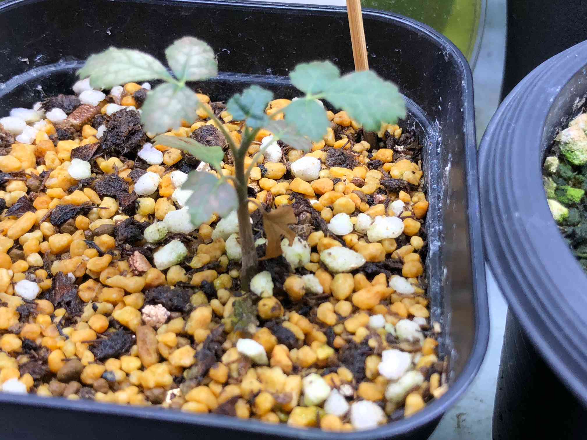 ボスウェリア サクラの一覧｜🍀GreenSnap（グリーンスナップ）