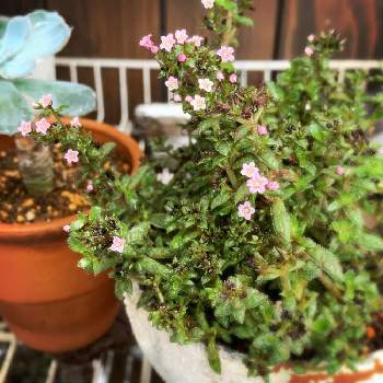 あかりの投稿画像一覧 Greensnap グリーンスナップ