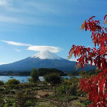 スズランの木の画像 by 9689さん | お出かけ先とスズランの木と富士山と河口湖と河口湖大石公園