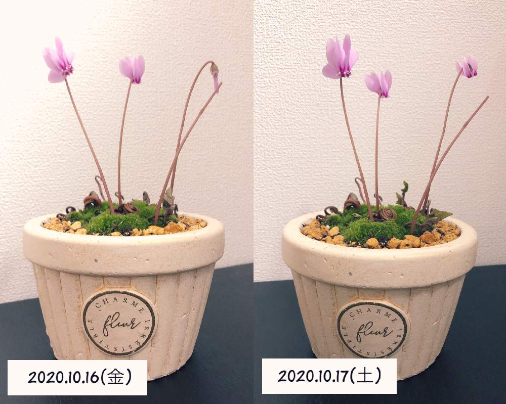 原種シクラメンの投稿画像 By しんまんさん シクラメンと植え替えと開花とガーデニングとおうち園芸 月10月18日 Greensnap グリーンスナップ 原種シクラメンの投稿画像 By しんまんさん シクラメンと植え替えと開花とガーデニングとおうち園芸 月10月18日 Greensnap グリーンスナップ
