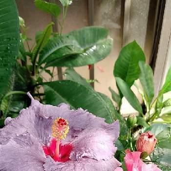 ハイビスカスデニムブルーの投稿画像一覧 Greensnap グリーンスナップ