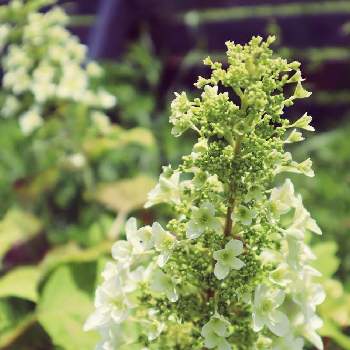 カシワバアジサイの育て方 植え替え時期は 剪定や挿し木の方法は Greensnap グリーンスナップ